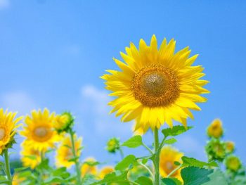 横浜市 外壁塗装専門店株式会社功栄夏季休